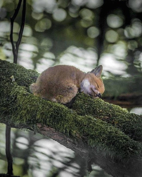 Du willst lustige Tierbilder anschauen? Wir haben 27 davon\nWie wäre es mal mit Spezial „Schlafende Tiere“?