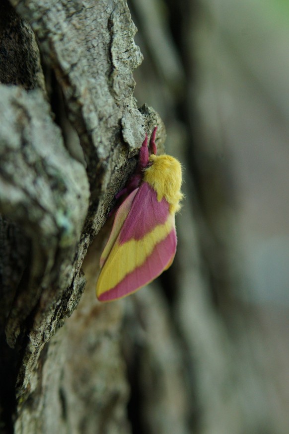 A Rosy maple moth (Dryocampa rubicunda) on silver maple trunk, North Carolina xkwx brown carolina closeup dryocampa insect macro maple moth nature north outdoors perched rosy rubicunda silver tree tru ...