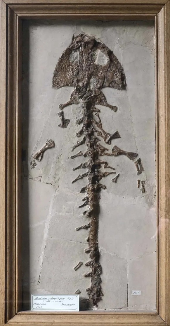 Exemplar eines versteinerten Riesensalamanders aus den Öhninger Steinbrüchen in Teylers Museum in Haarlem (NL).
https://commons.wikimedia.org/wiki/File:Andrias_scheuchzeri_Teylers_Museum_7112012.jpg