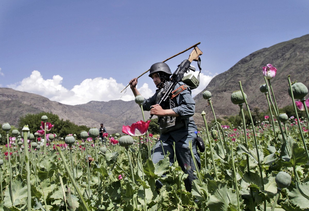 FILE - An armed Afghan policemen destroys an opium poppy field in Noorgal, Kunar province, east of Kabul, Afghanistan on April 13, 2013. Afghanistan is the world?s fastest-growing maker of methampheta ...