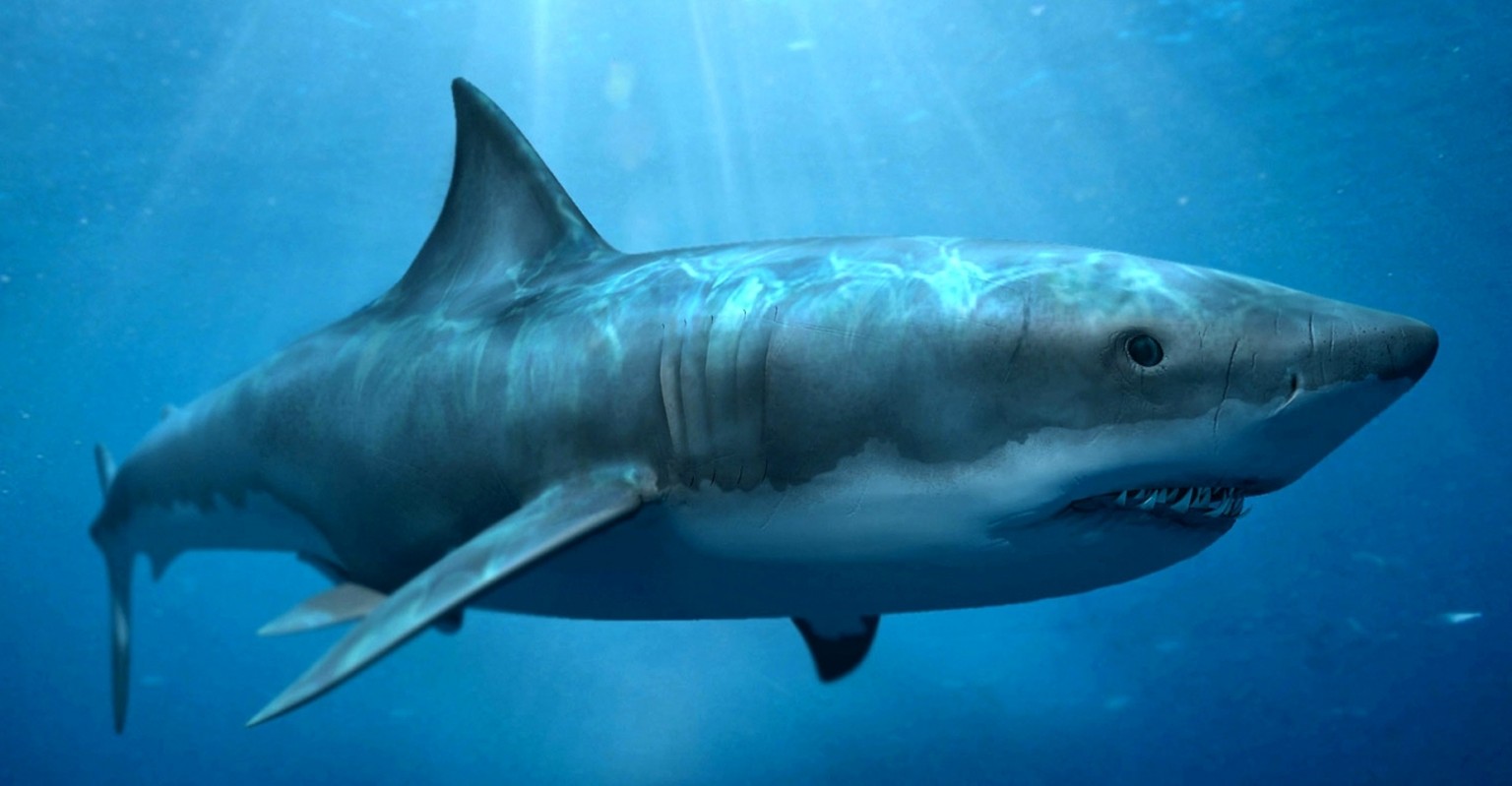 18 Meter lang, bis zu 100 Tonnen schwer:&nbsp;Carcharocles megalodon.