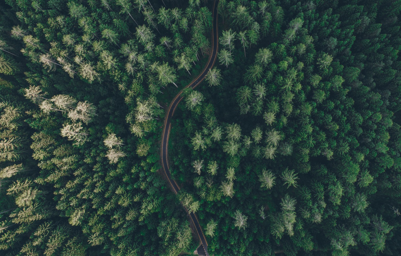 Auf der Erde gibt es heute 2.8 Milliarden Hektaren Wald. Das ist zu wenig ...