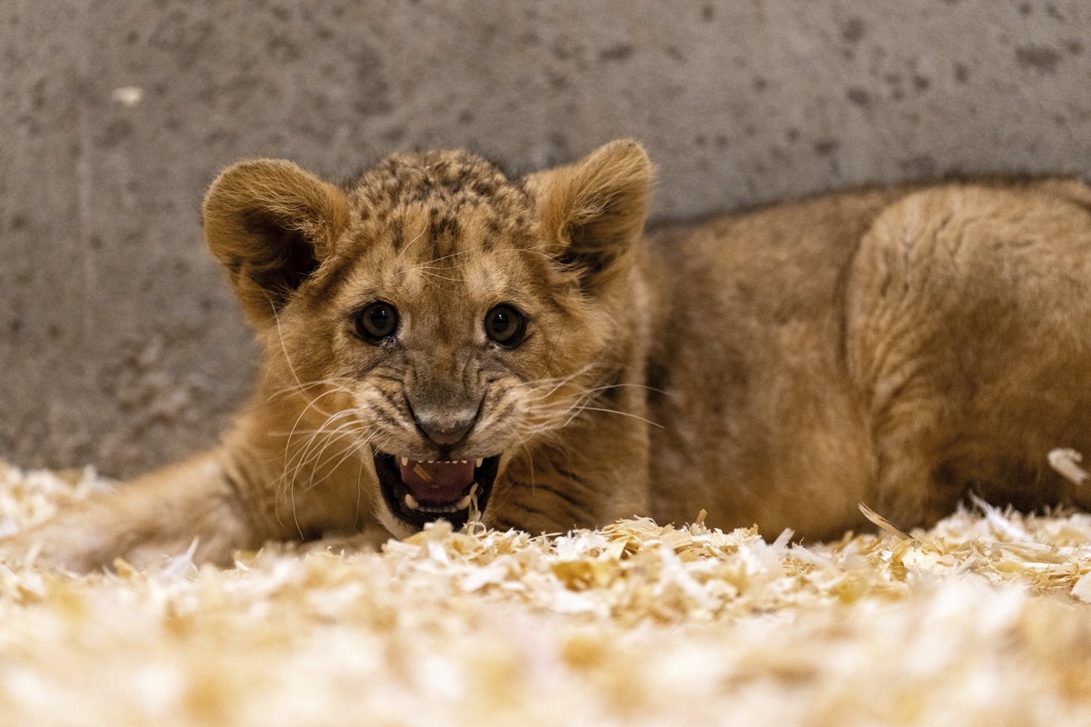 Nala, a lioness cub born in November 2024, plays in her enclosure at Paira Daiza Zoo in Brugelette, Belgium, Wednesday, Feb. 26, 2025. (AP Photo/Marius Burgelman)
Belgium Lion Cub