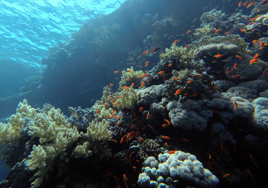 epa08284035 Fishes swim at the Gordon Reef site in the Red Sea, near Sharm El-Sheikh, Egypt, 10 March 2020. The reef is identified by the wreck of a cargo ship Loullia, that crashed there in 1981. EPA ...