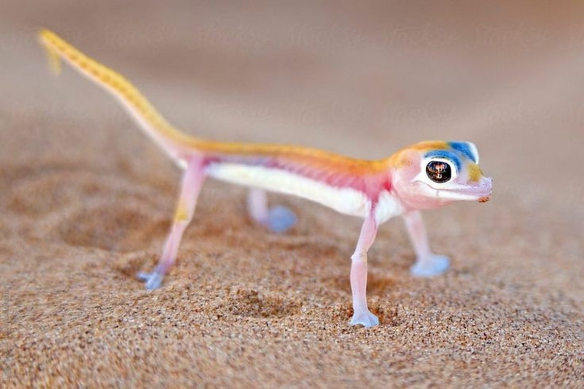 cute news tier gecko

https://ch.pinterest.com/pin/1121888957174753082/