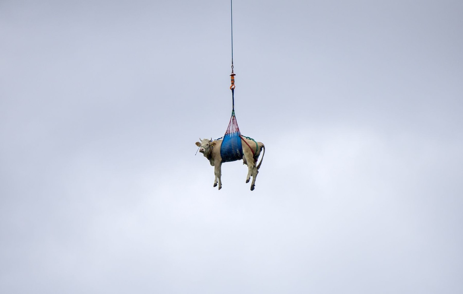 KEYPIX - Eine Kuh wird mit einem Helikopter aus dem Bergsturzgebiet beim Bietschhorn im Loetschental zu einem Bauernhof geflogen, am Dienstag, 20. Mai 2025, in Ferden. Das Dorf Blatten VS im Loetschen ...
