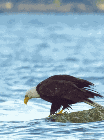 Animiertes GIF