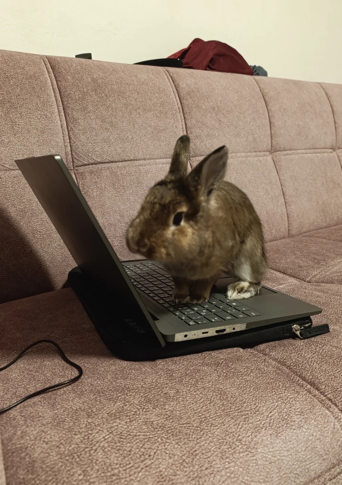 cute news tier hase

https://www.reddit.com/r/AnimalswithJobs/comments/1h38xqd/my_rabbit_answering_mails/