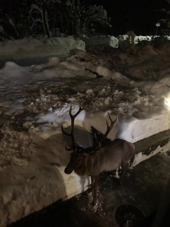 HÃ¶chste Lawinengefahr:Â Gebiet ausgeweitetÂ + Disentis abgeschnitten: Â«Nicht dramatischÂ»
Meine Verwandten in Engi GL hatten gestern Abend Besuch. Auch fÃ¼r die heimischen Wildtiere ist es ein harte ...