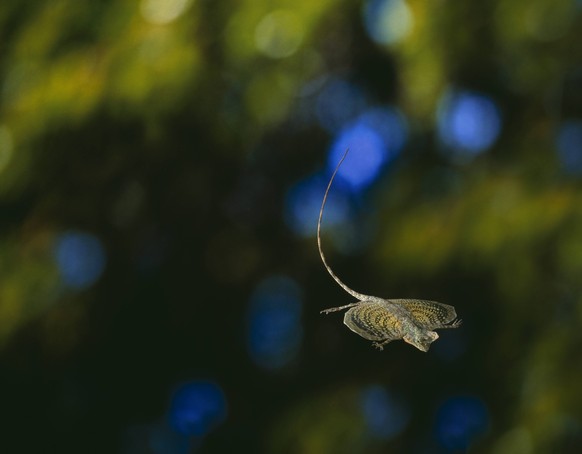Flying Lizard Flying Lizard or dragon Draco blanfordii gliding, PUBLICATIONxNOTxINxUKxFRAxUSA Copyright: xANTxPhotoxLibraryx/xAvalonx 0546466323