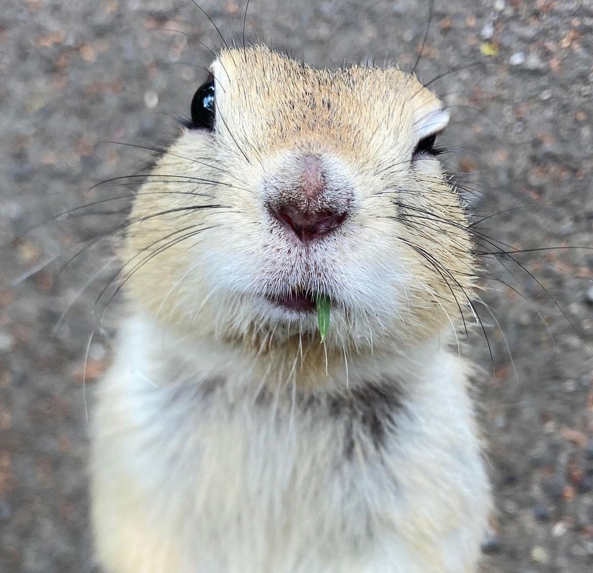 cute news tier

https://ch.pinterest.com/pin/1121888957209125003/
