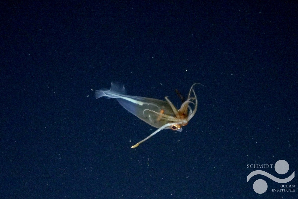 Galiteuthis glacialis, gesichtet von einem Forschungsteam des Schmidt Ocean Institute in der Bellinghausen-See Ende im Januar 2025.