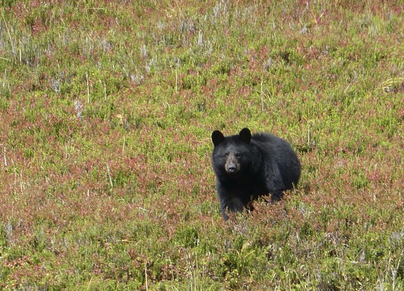 FILE - In this Wednesday, Oct.  In the January 4, 2017 photo, a black bear surveys its surroundings in Granite Basin in Juneau, Alaska.  The National Park Service is proposing a rule banning bear bait...