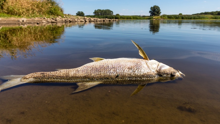 Toksyczne glony były przyczyną śmierci ryb w Odrze