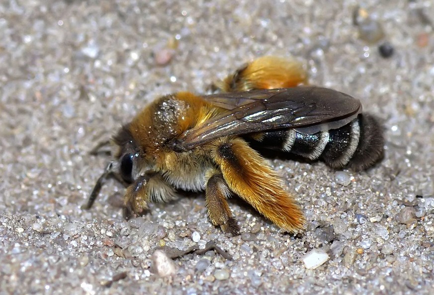 Weibchen einer Hosenbiene (Dasypoda altercator) mit auffällig behaarten Hinterbeinen. 
https://de.wikipedia.org/wiki/Wildbiene#/media/File:DasypodaHirtipesFemale1.jpg