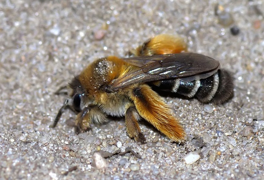 Weibchen einer Hosenbiene (Dasypoda altercator) mit auffällig behaarten Hinterbeinen. 
https://de.wikipedia.org/wiki/Wildbiene#/media/File:DasypodaHirtipesFemale1.jpg