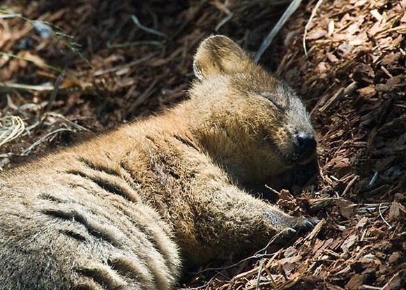 Quokka schläft