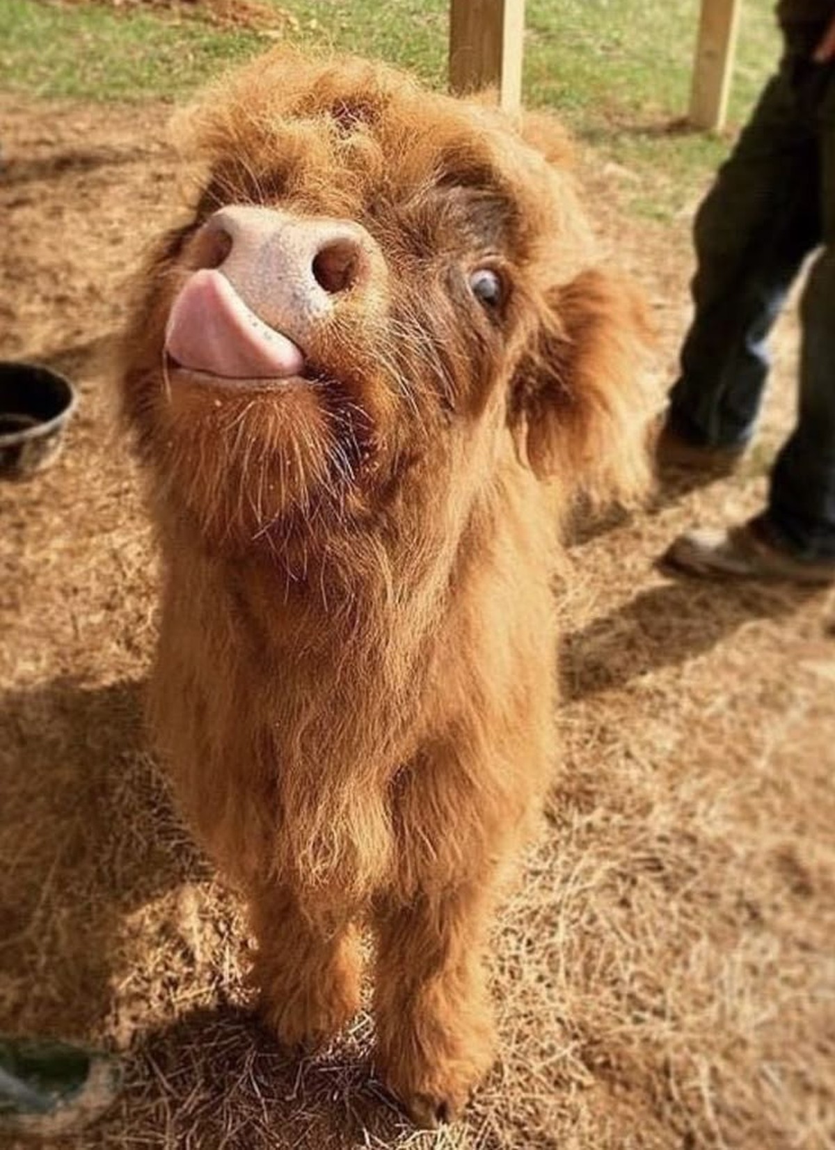 cute news tier kuh

https://ch.pinterest.com/pin/1121888957181622884/