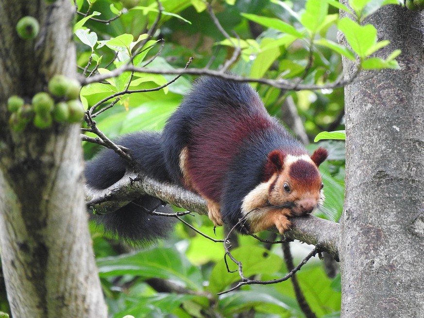 Daher kommt auch ihr englischer Name: Giant Indian Squirrel.