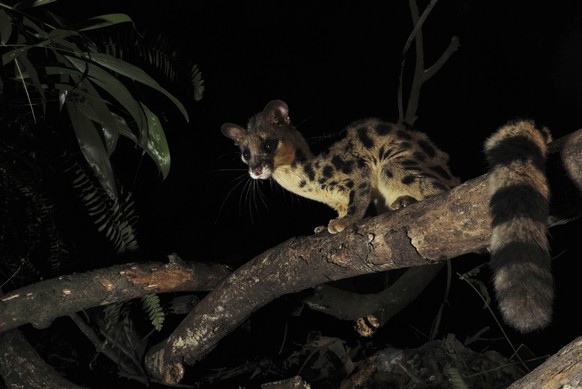 Spotted linsang (Prionodon pardicolor) sitting in tree, Hainan Province, China. PUBLICATIONxINxGERxSUIxAUTxONLY 1391232 ShibaixxXiao
Bänderlinsang

spotted Sitting in Tree Hainan Province China PUBLIC ...