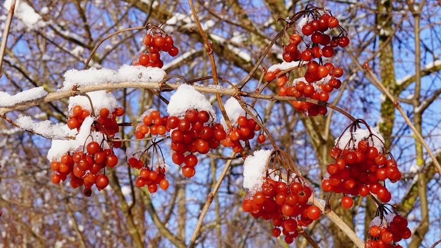 Winterbild von Kurt Sollberger.