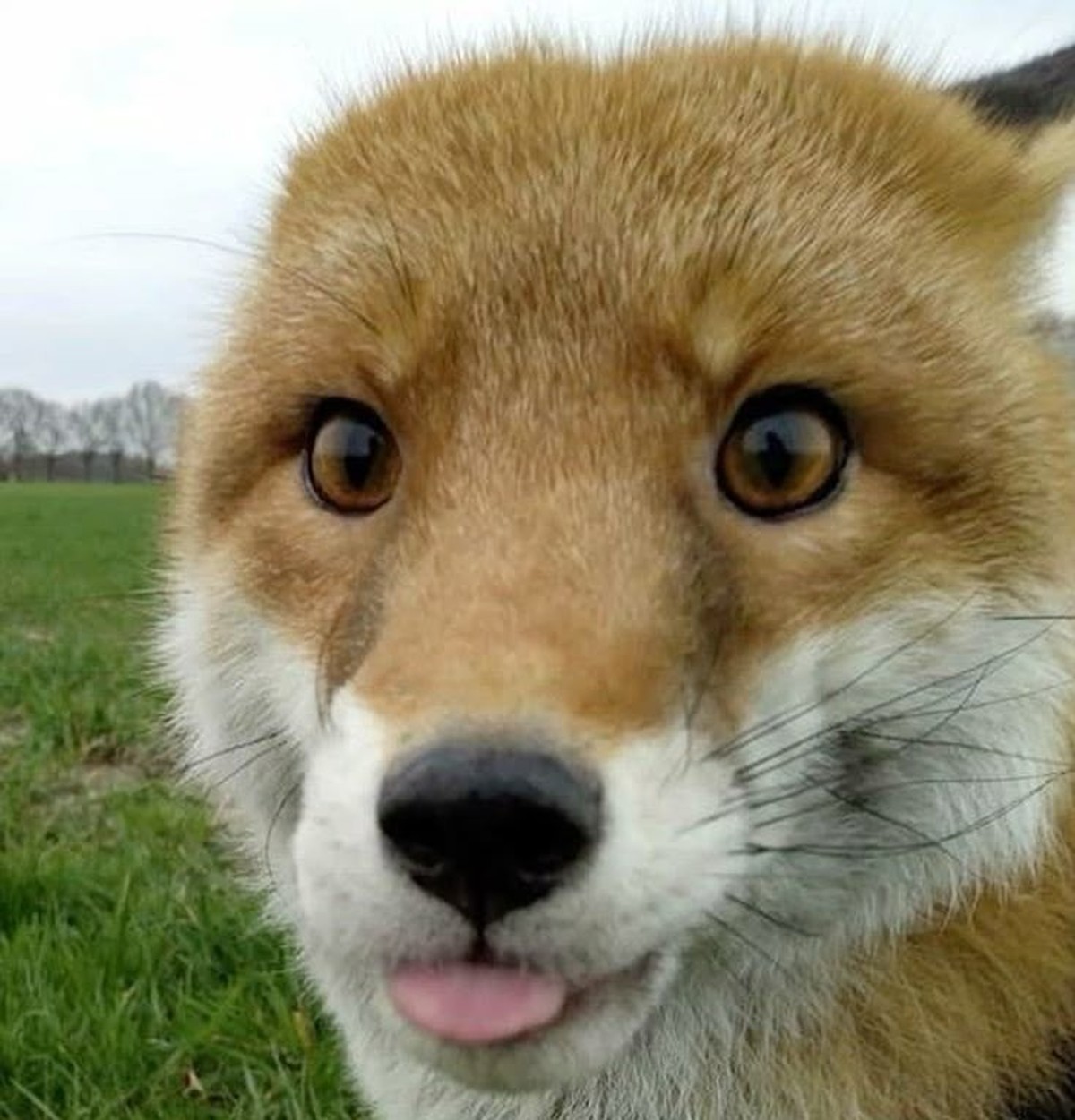 cute news tier fuchs

https://ch.pinterest.com/pin/1121888957180033526/