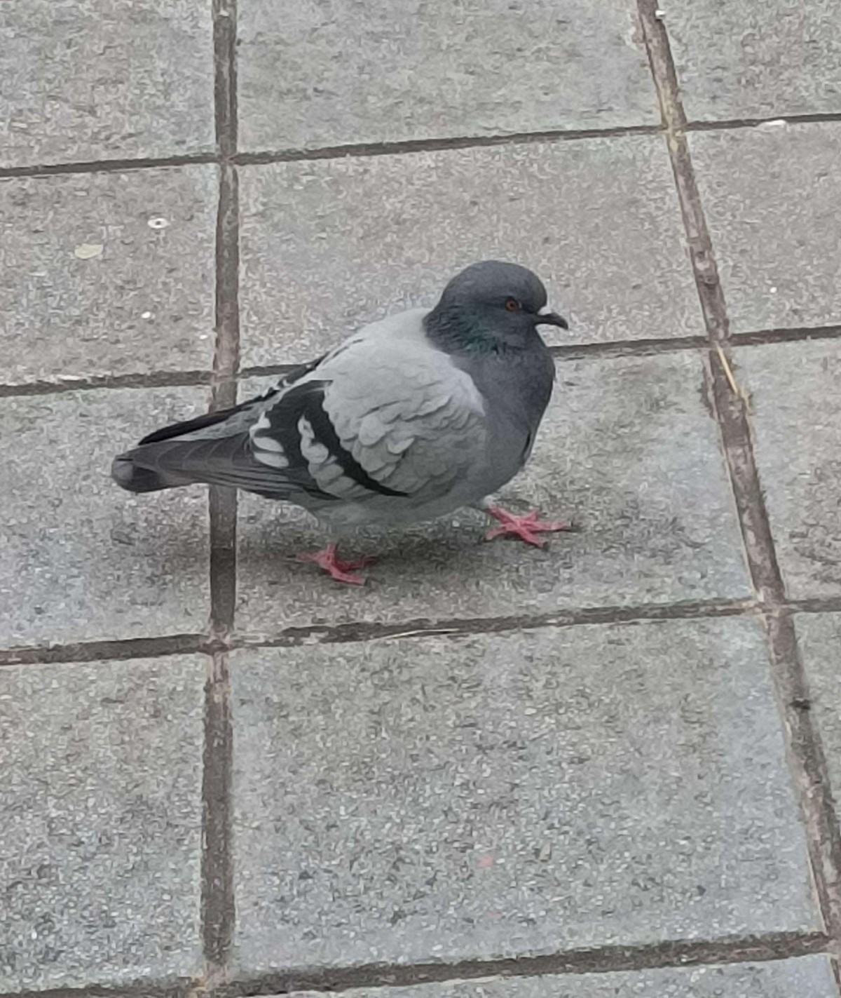 cute news tier taube

https://www.reddit.com/r/Borb/comments/1q94fs8/the_borb_of_pigeons/