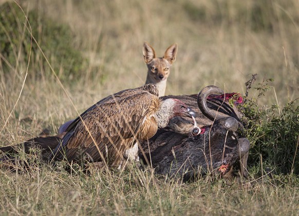 Geier und Fuchs beim Fressen eines Gnus, Masai Mara in Kenia.