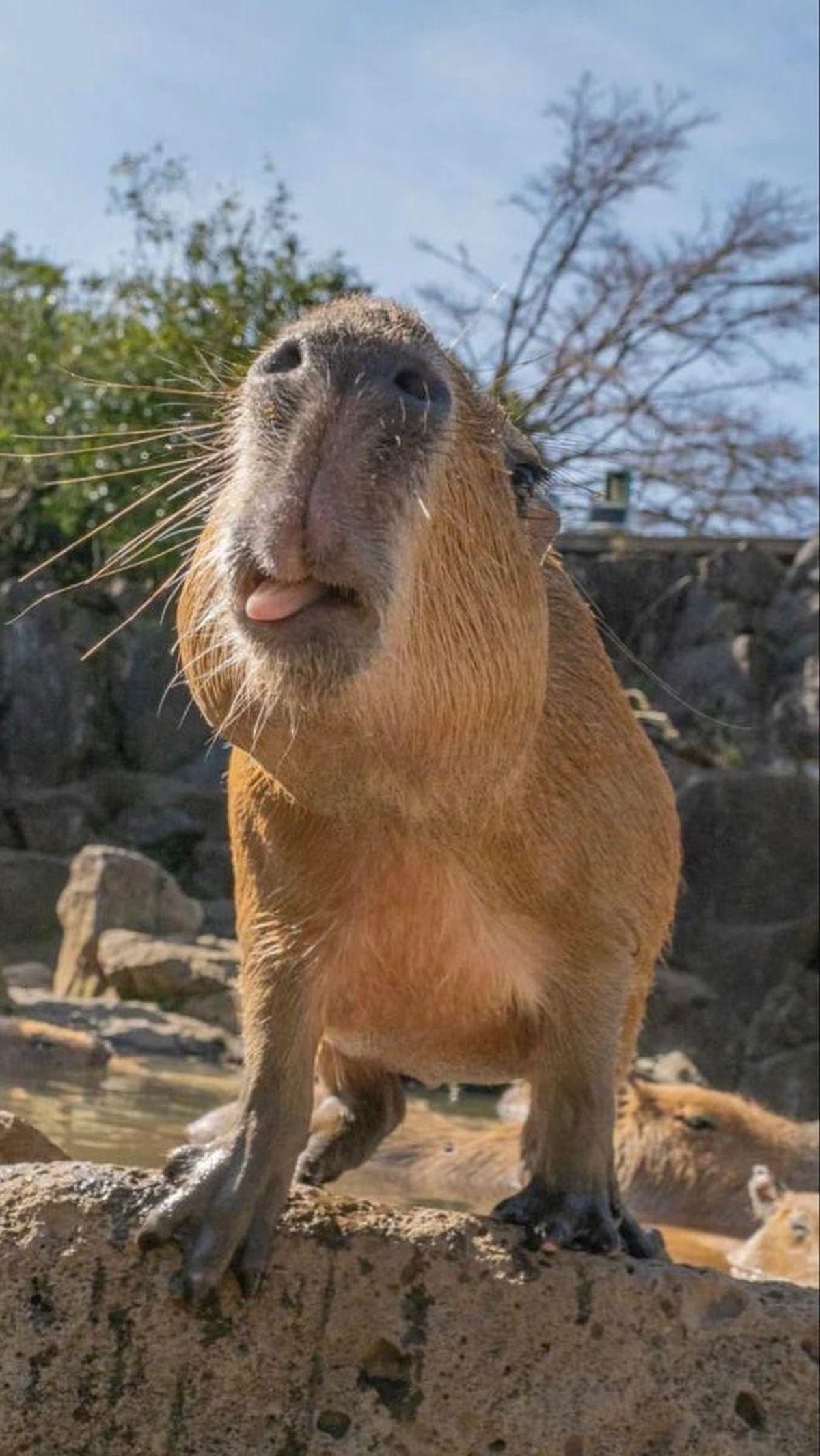 cute news tier capybara

https://www.reddit.com/r/capybara/comments/1hayj0k/silly_capy/
