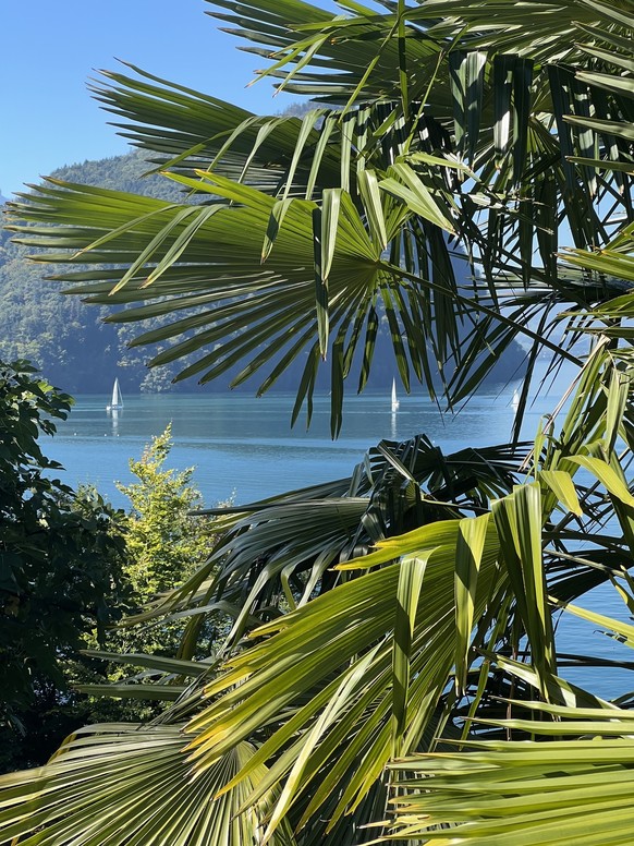 Velotour rund um die Rigi: Palmen nach Vitznau