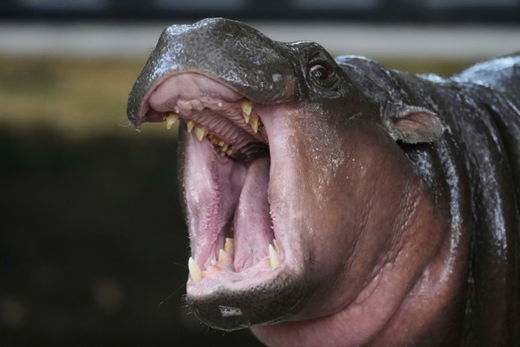 &lt;p&gt;Internet-Star Moo Deng hat am Donnerstag seinen ersten Geburtstag gefeiert.&lt;/p&gt;