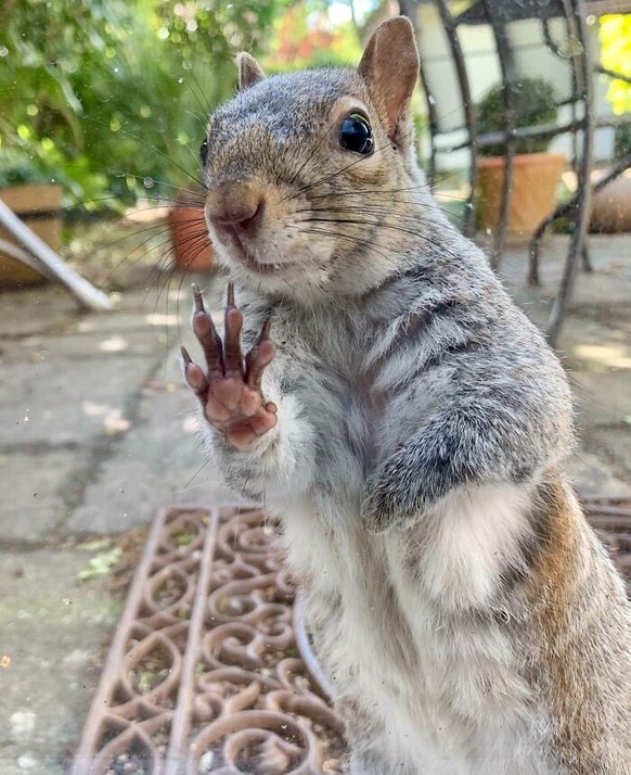 cute news tier eichhörnchen

https://www.reddit.com/r/squirrels/comments/bykbm8/the_paw_of_a_squirrel_up_close/