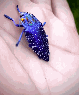 Animiertes GIF