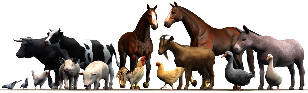 Tiere