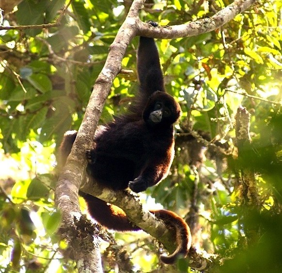 The endangered yellow-tailed woolly monkey (Oreonax flavicauda)
