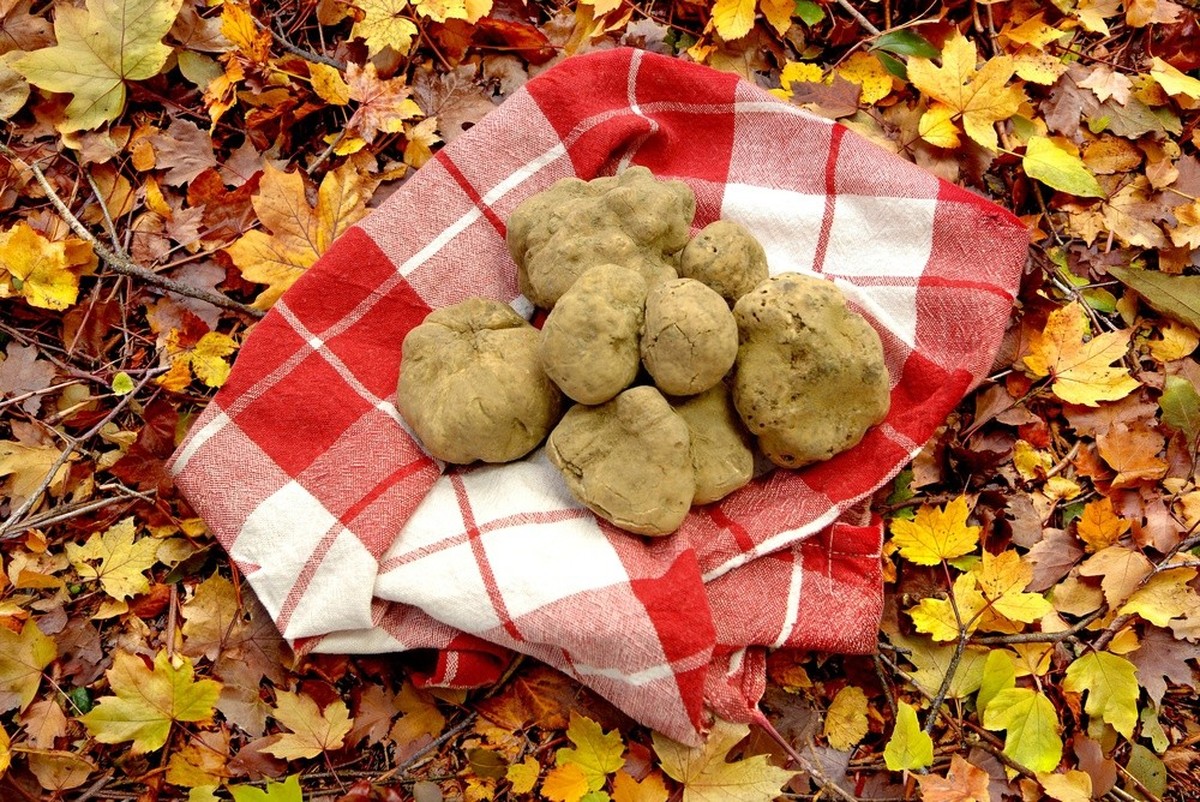 Tartufo bianco di Alba or Alba white truffle in Langhe Piedmont Italy