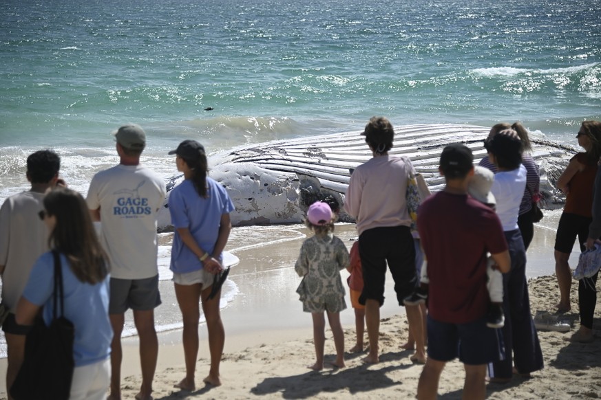 epa13267807 Onlookers gather as a whale carcass is washed ashore on City Beach, in Perth, Australia, 28 September 2026. EPA/AARON BUNCH NO ARCHIVING AUSTRALIA AND NEW ZEALAND OUT