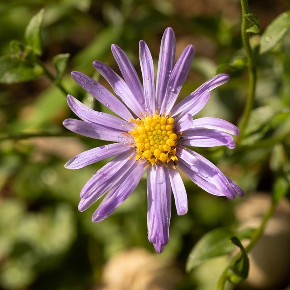 Sommeraster (Aster × frikartii 'Wunder von Stäfa')