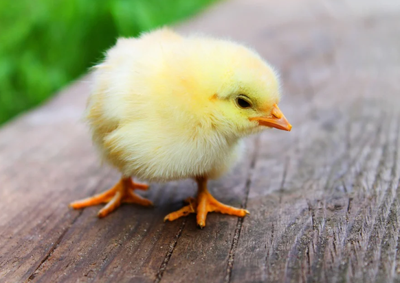 cute news animal tier bibeli

https://www.reddit.com/r/Animal/comments/ux841h/got_a_baby_chick_any_instruction_to_feed_the/