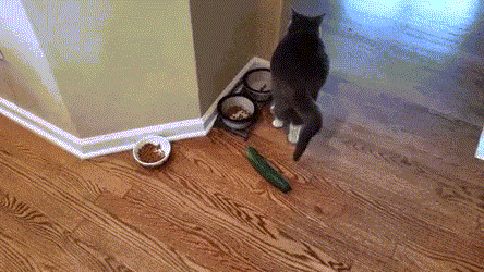 Animiertes GIF