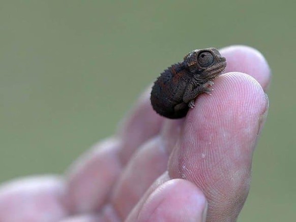 cute news animal tier gecko

https://imgur.com/t/aww/OtUUgvP