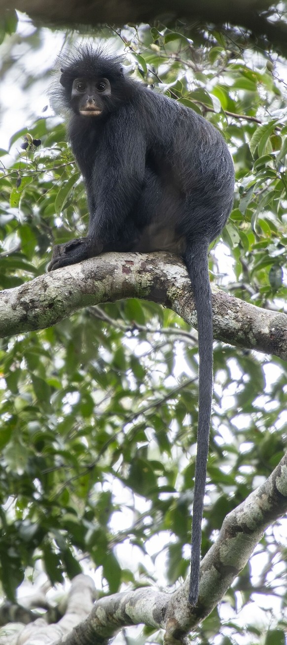 Colobus congoensis
Likweli