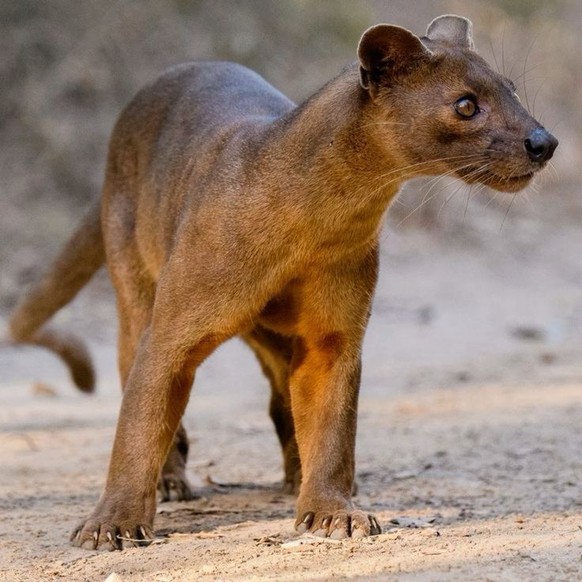 cute news tier fossa

https://ch.pinterest.com/pin/17521886046607326/