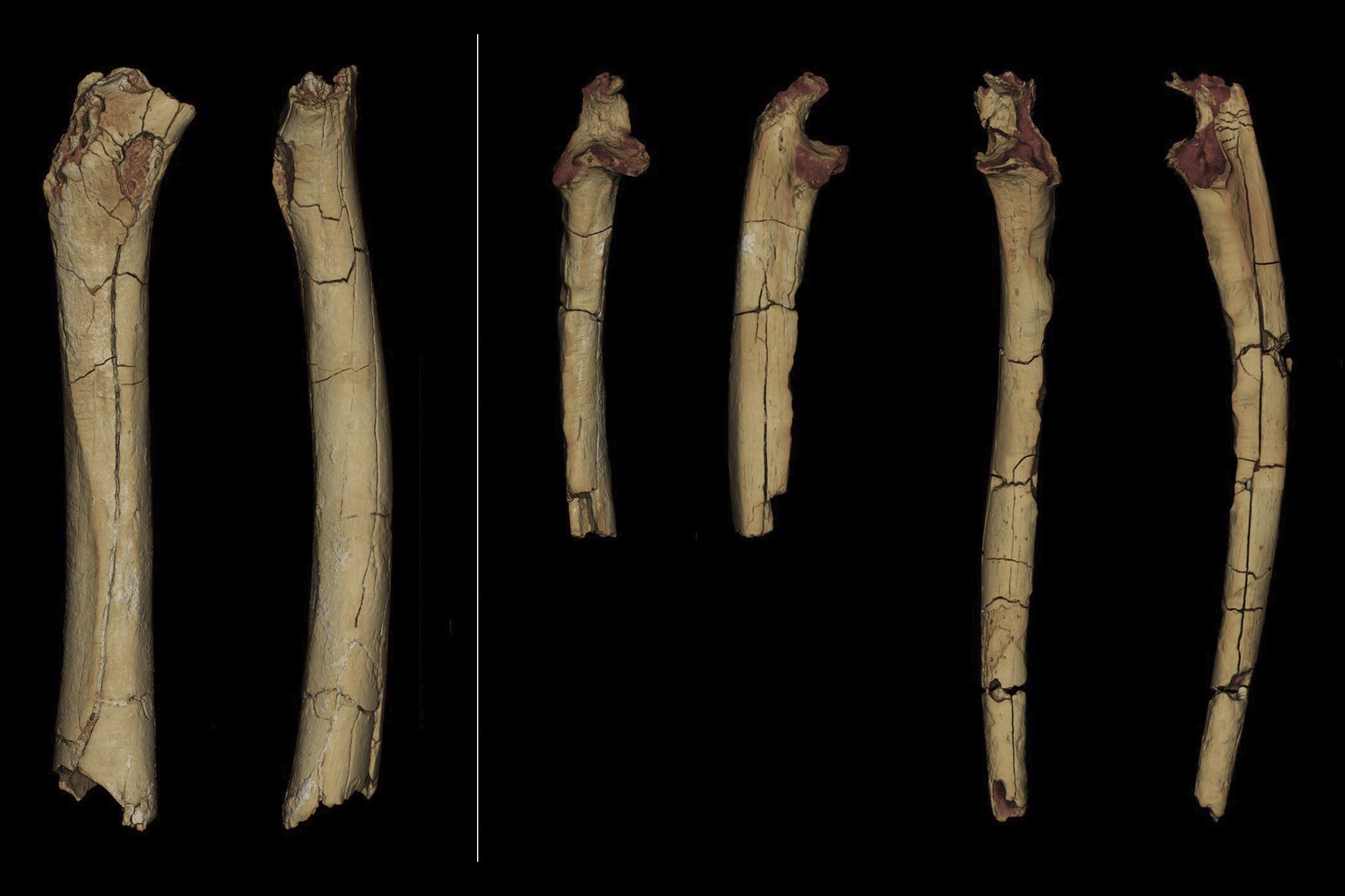 This photo provided by the University of Poitiers in August 2022 shows from left, the femur, in posterior and medial view, and the right and left ulnae, in anterior and lateral view of Sahelanthropus  ...