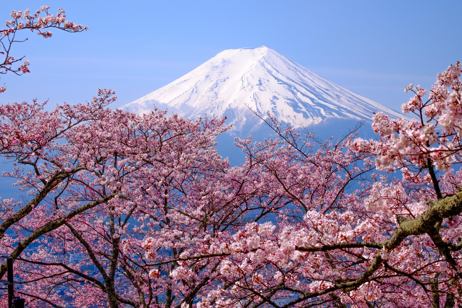 Kirschblüte Japan 2021