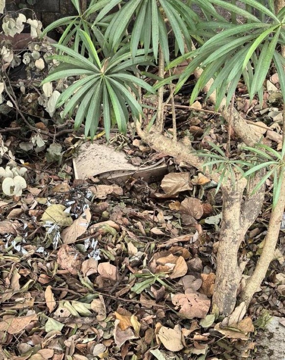 cute news tier katze

https://www.reddit.com/r/CatsBeingCats/comments/1iycd8b/are_you_good_at_spotting_the_little_cat_in_the/