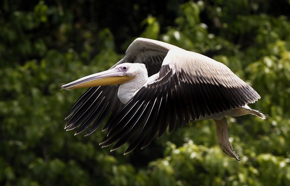 epa04739906 A Rosy Pelican takes off in Delhi zoological park on the occasion of world migratory bird day in New Delhi, India, 09 May 2015. Many Rosy Pelicans settled down in fresh water lakes with plenty of fish provided to them at the park but mostly rosy Pelicans migrate to India in the winter season as there are enough fish at the winter time in water lakes around the country. World Migratory Bird Day is awareness campaign for the migratory bird that annually held on the second weekend of May.  EPA/HARISH TYAGI