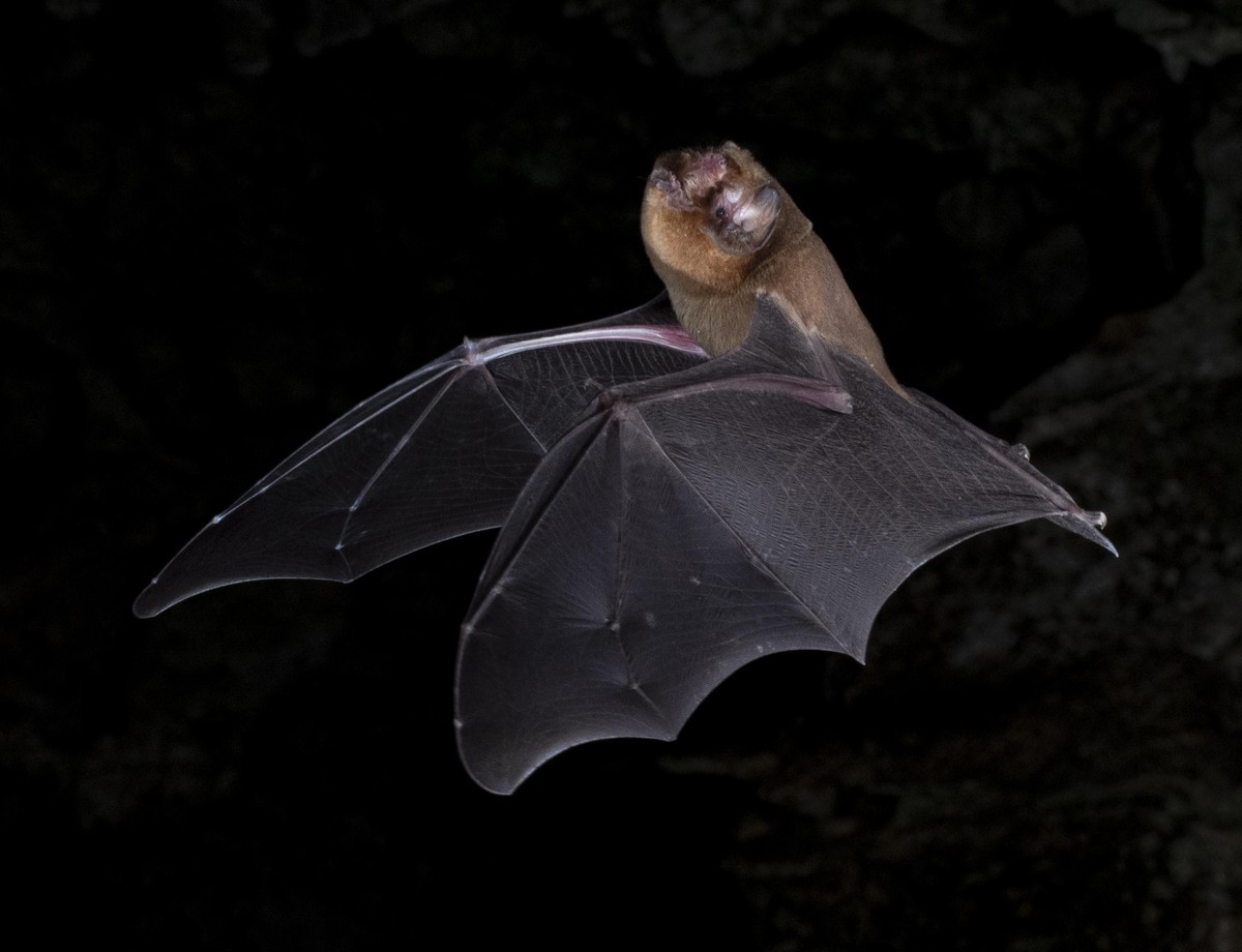 Antillen-Kinnblattfledermaus (Mormoops blainvillei)