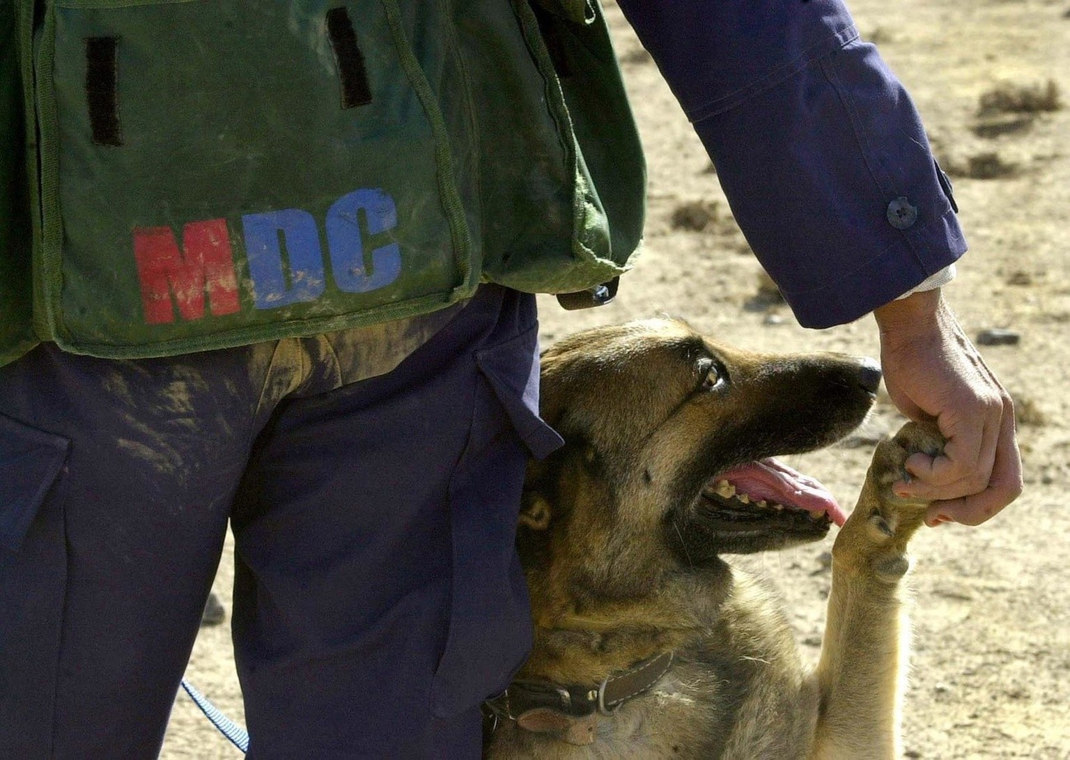 One-year-old German dog Fanny and her dog handler Haniif Ullah, part seen, share a light moment during a demining operation Saturday Dec. 28, 2002 in Possab village, near Kandahar, Afghanistan. German ...