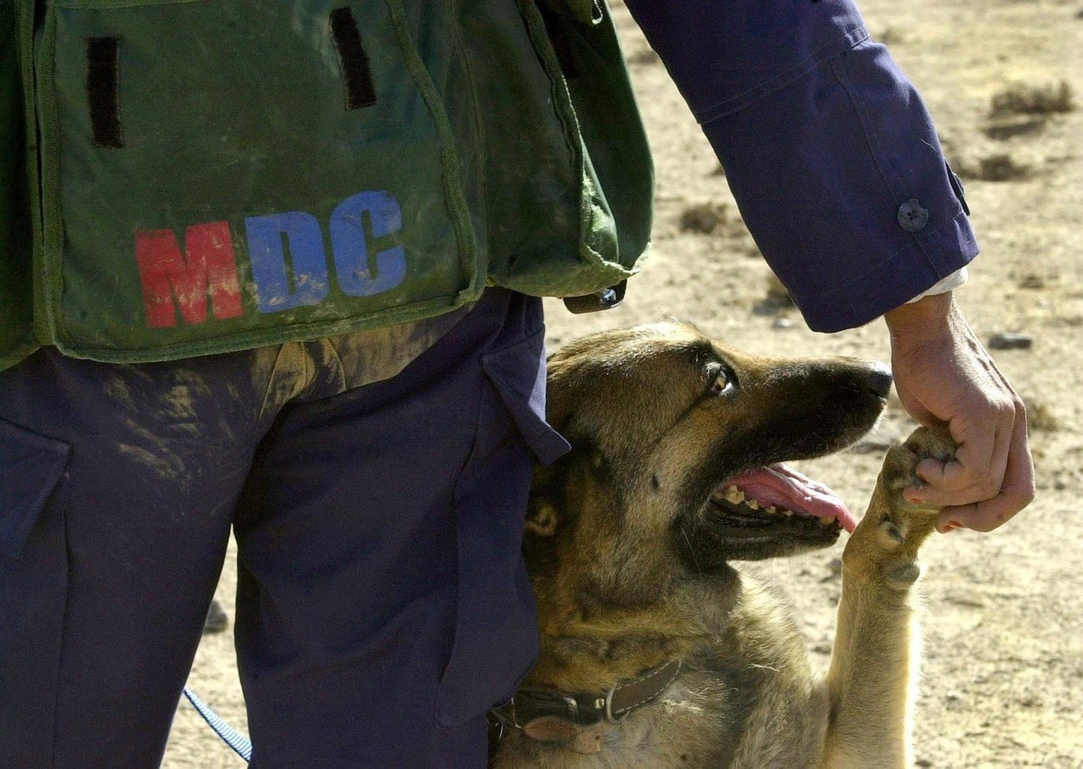 A year-old German dog Fanny and her dog handler Haniif Ullah, seen in part, share a moment of light during a demining operation on Saturday, December 12.  December 28, 2002 in Possab village, near Kandahar, Afghanistan.  German ...